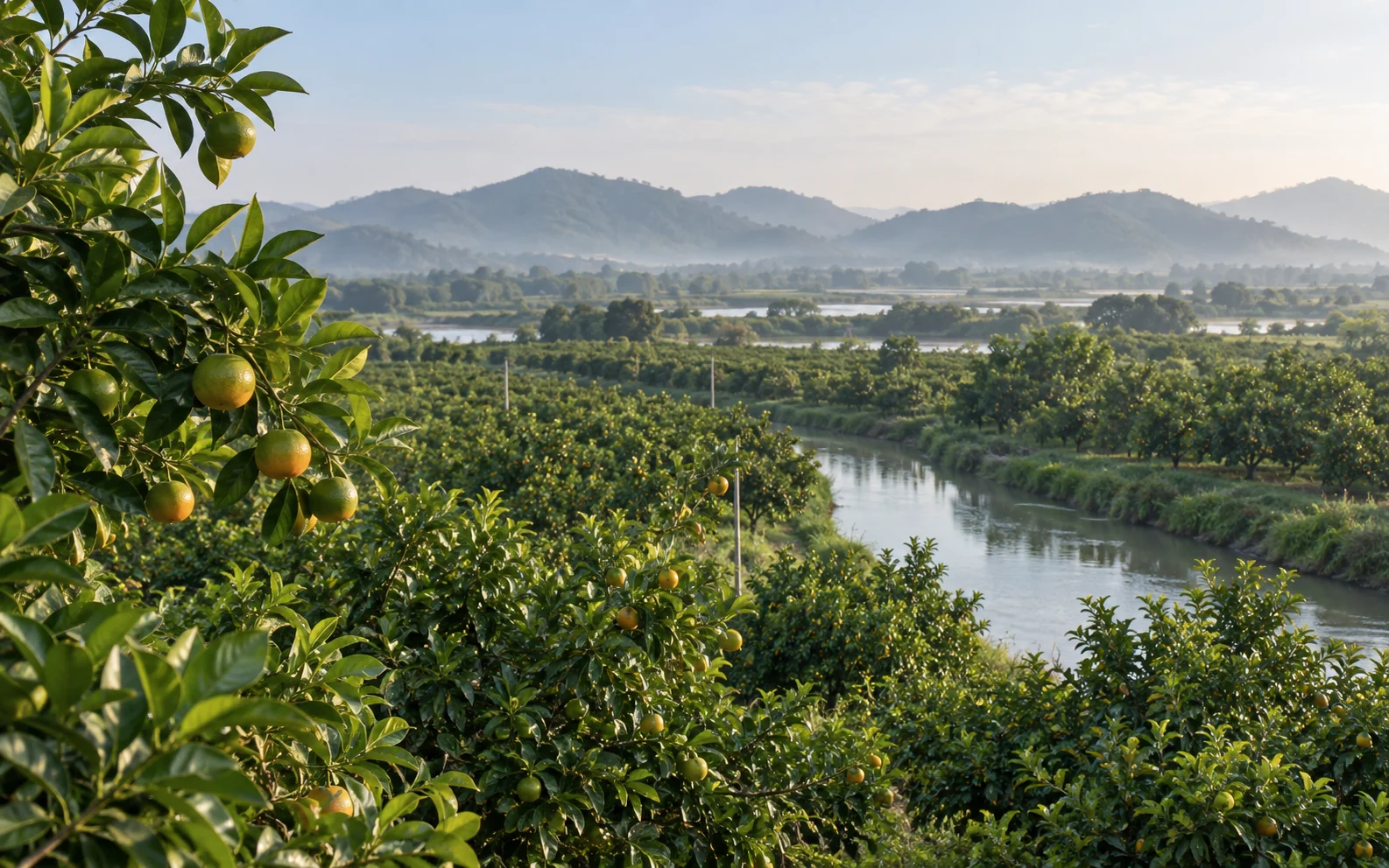 Landscape illustration inspired by Xinhui, with citrus orchards, waterways and sunlit orange peel; not a location photograph